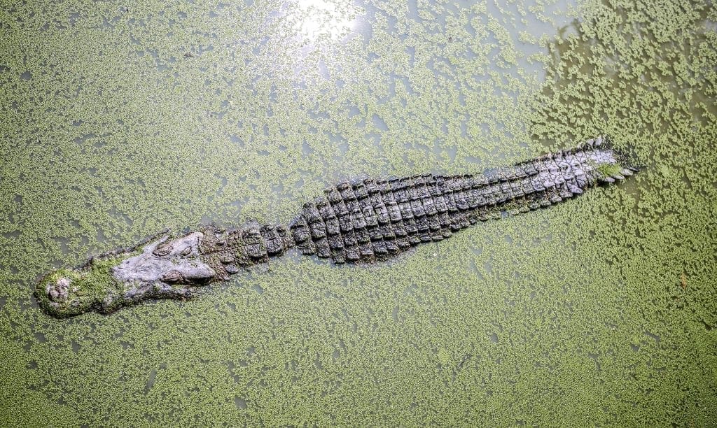 10-Year-Old Boy Snatched From Boat And Eaten By Crocodiles In front Of Brothers